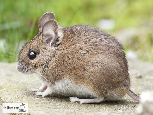 Deer Mouse