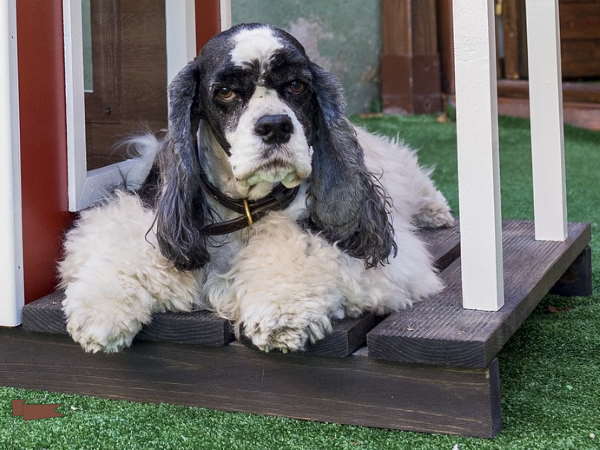 DIY Dog House foundation