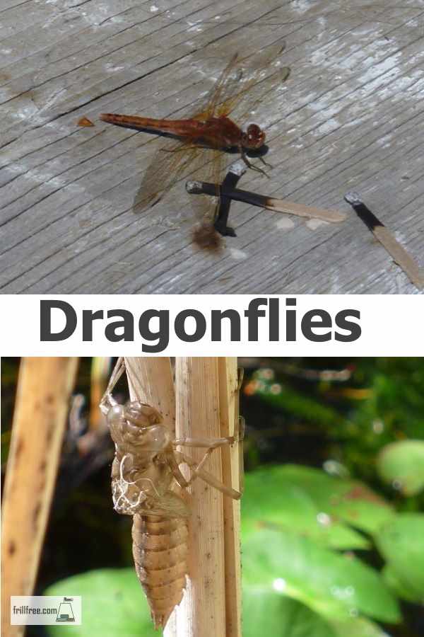 Dragonflies are predator insects from prehistoric times with a lot of surprising changes, based on fossil evidence...