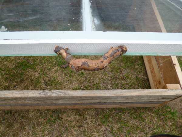 Build a cold frame out of old windows...