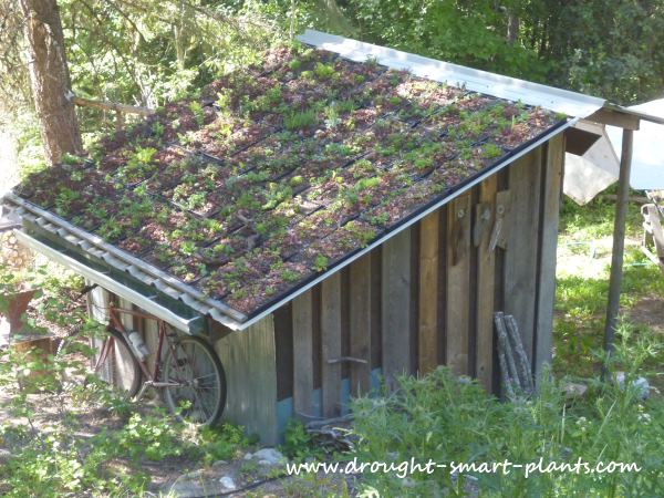 The Modular Green Roof on the Eggporeum...
