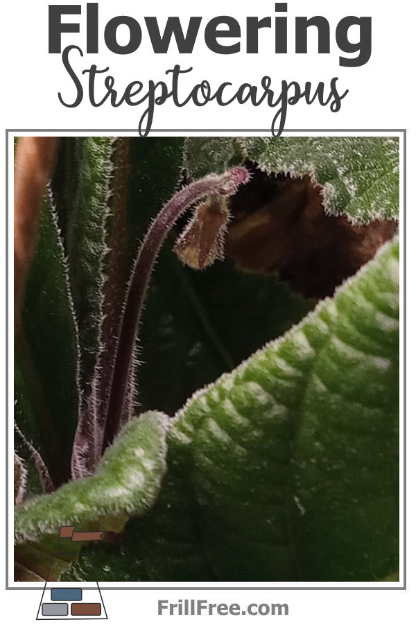 flowering-streptocarpus-600x900.jpg