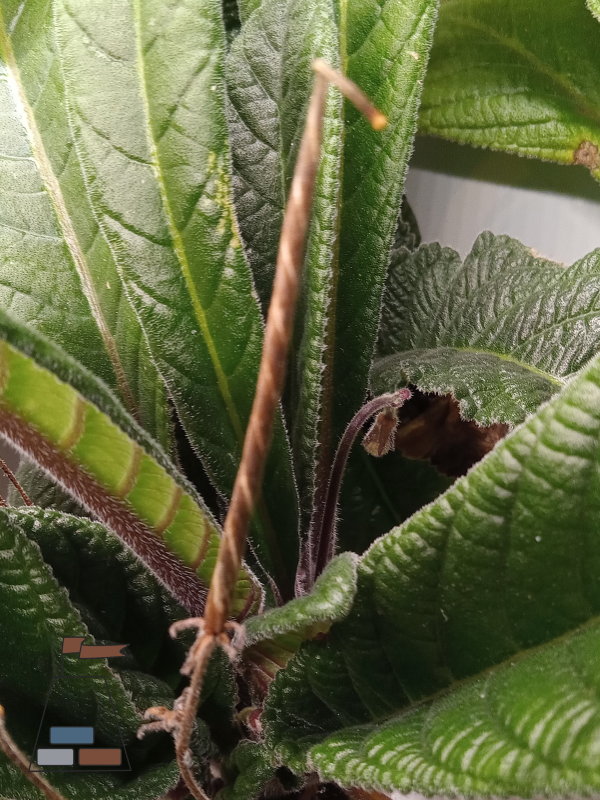 flowering-streptocarpus-seedpod600x800.jpg