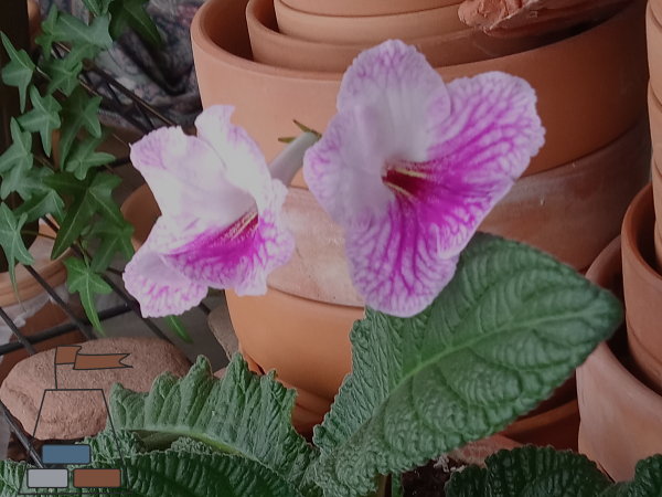 flowering-streptocarpus600x450.jpg