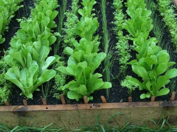 Wooden Raised Beds