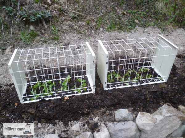 Garden Pest Protection - rabbits and cats