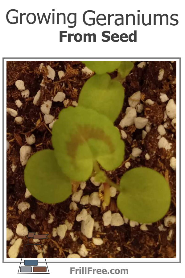 Growing Geraniums From Seed is a fun way to increase your stock with new varieties...