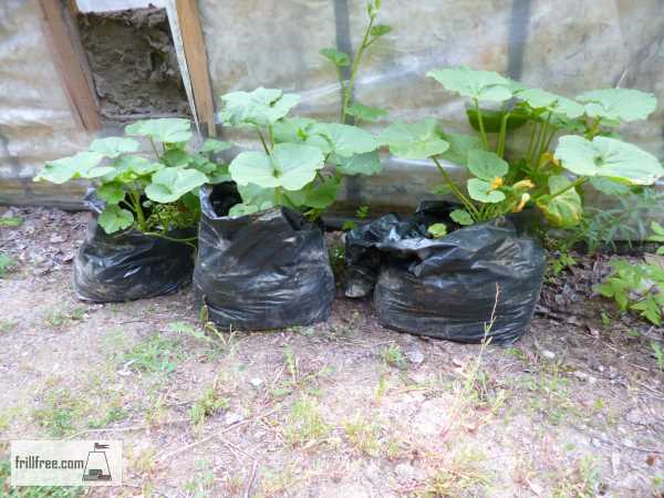 Growing Squash in Plastic