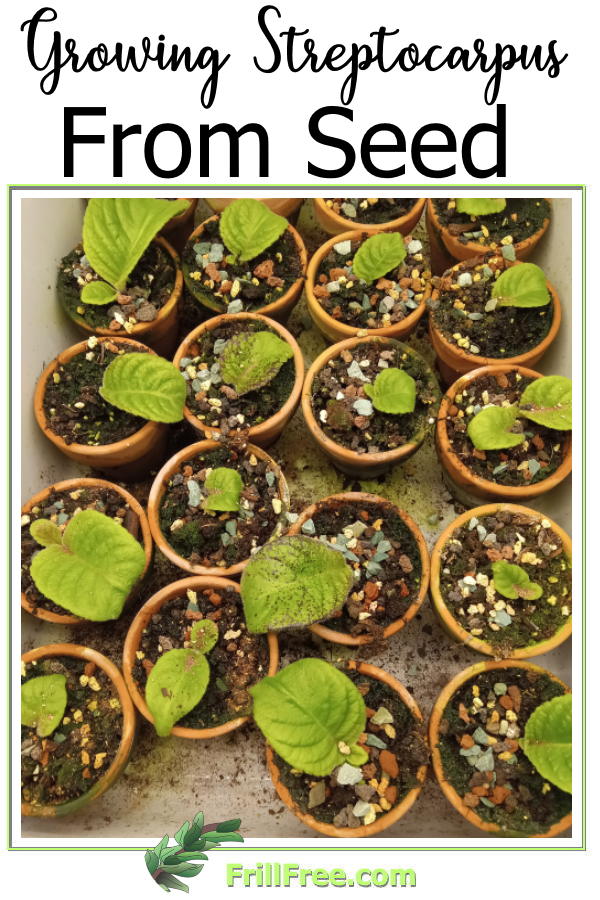 growing-streptocarpus-from-seed600x900.jpg