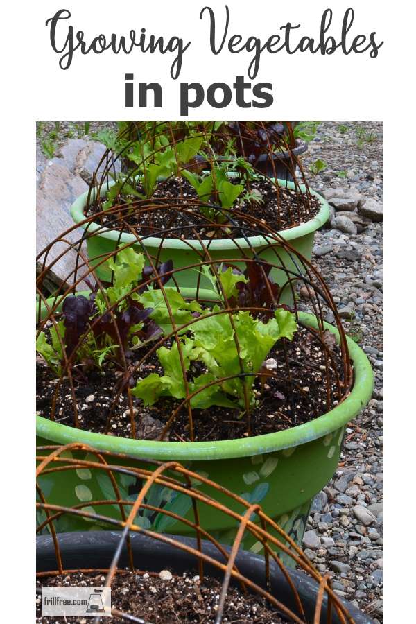 Growing Vegetables in Pots