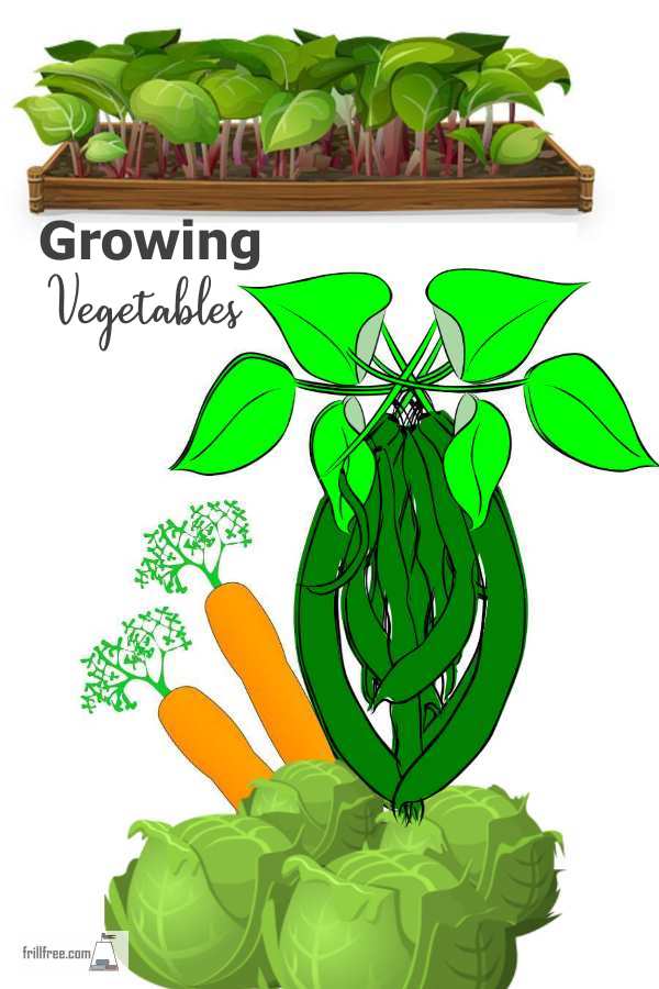 Growing Vegetables