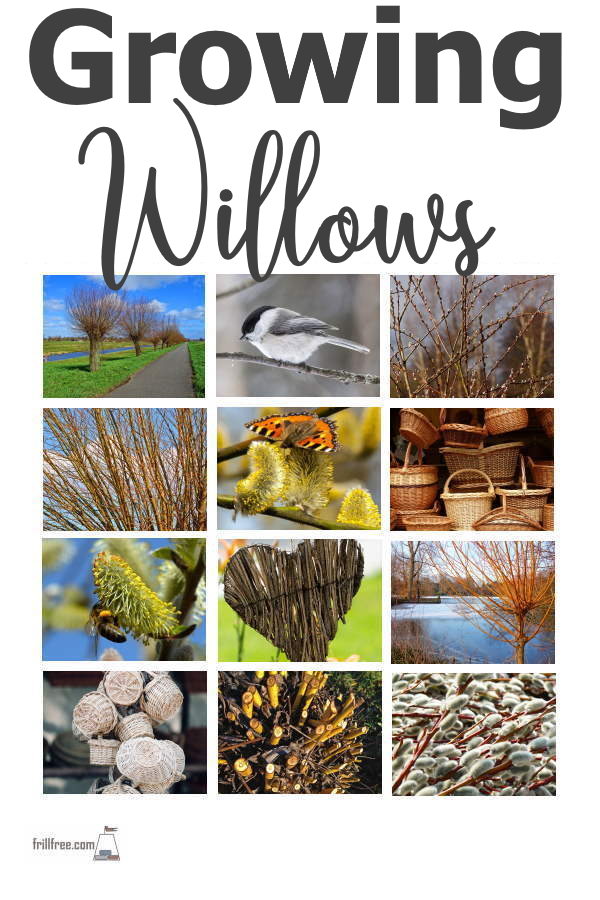 growing-willows-600x900.jpg