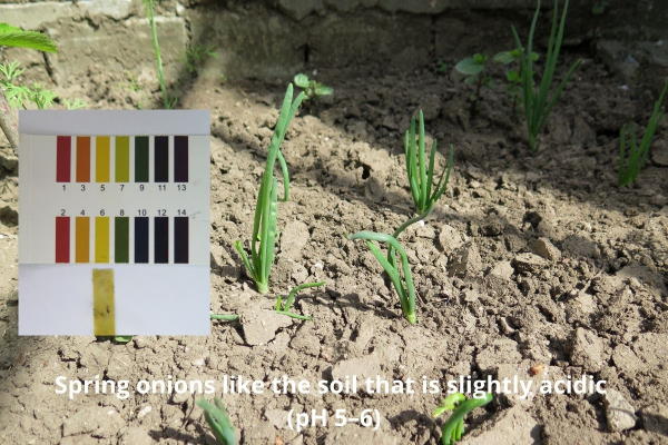 Spring onions like the pH to be on the acidic side, pH 5-6