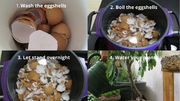 guide for using eggshells to provide calcium to plants