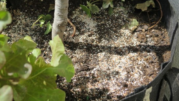 crushed eggshells on top of the soil