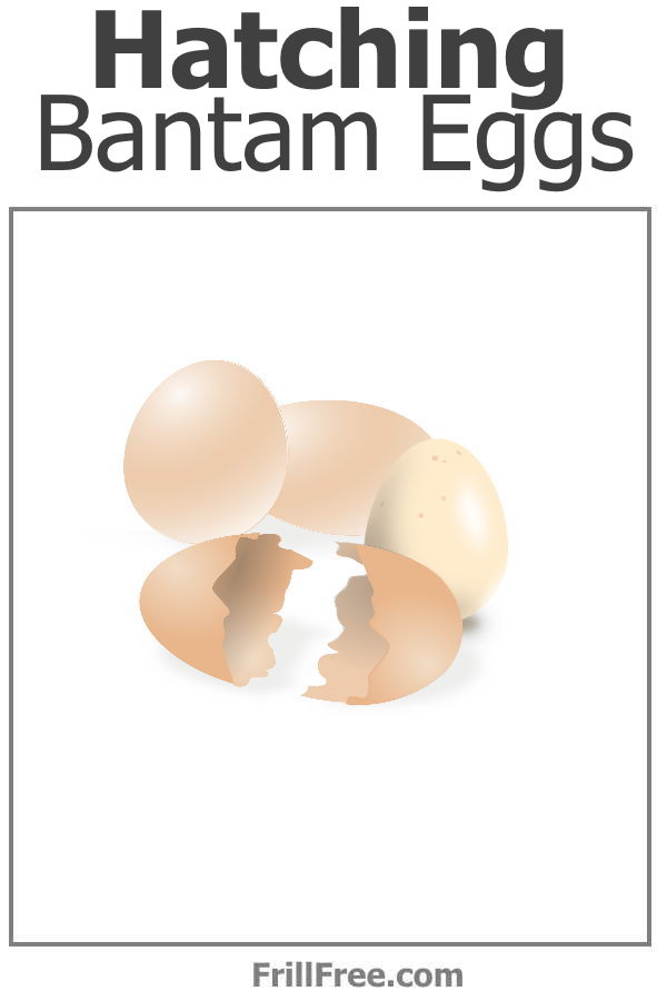 Hatching Bantam Eggs