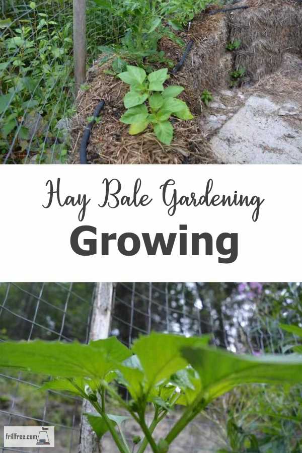 Hay Bale Gardening Growing