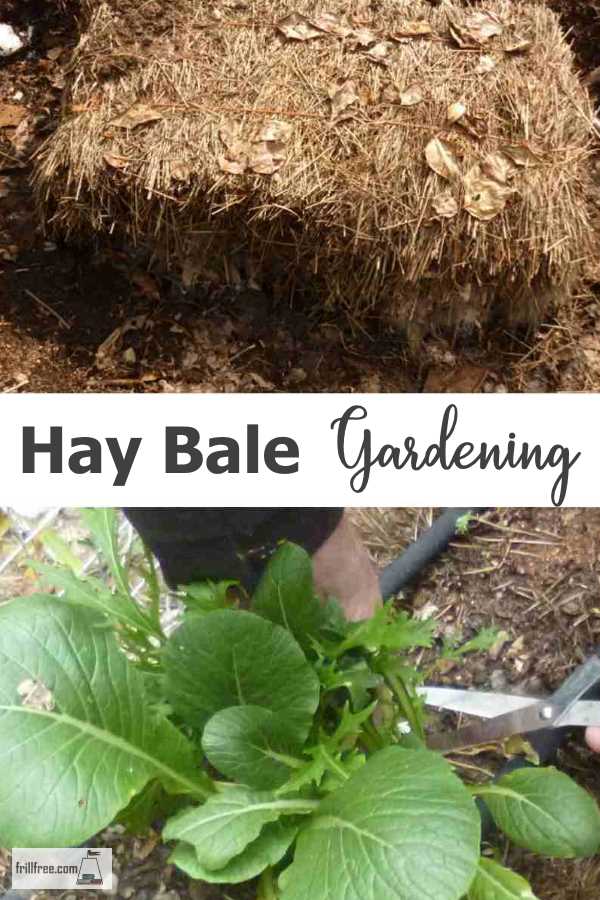 Hay Bale Gardening