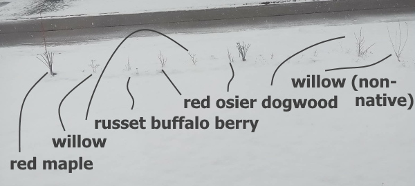 hedge-in-winter2026.jpg