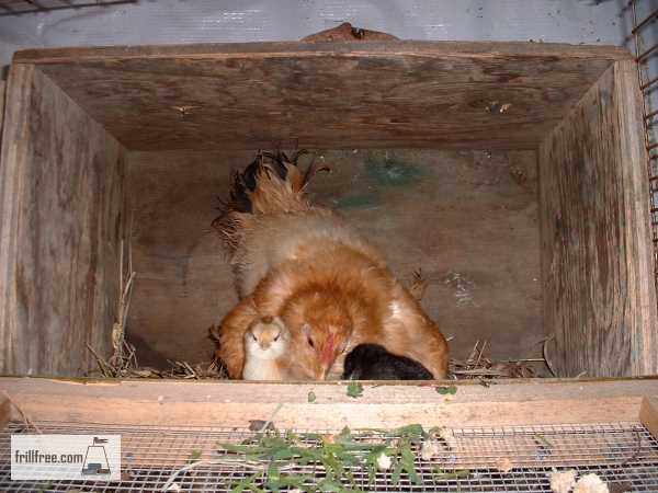 Mama Hen With Chicks