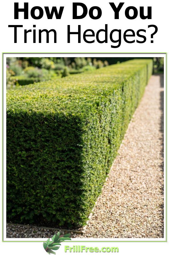 how-do-you-trim-hedges600x900.jpg