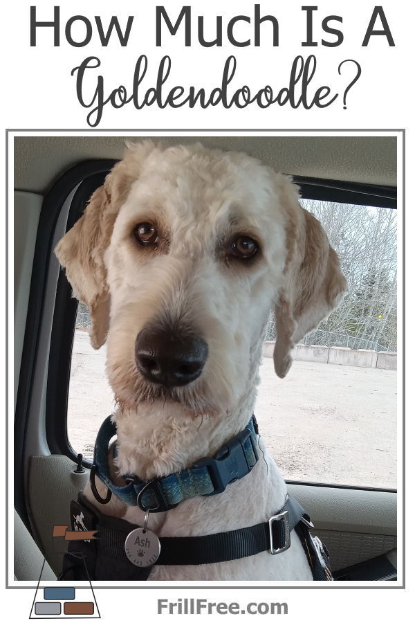 how-much-is-a-goldendoodle-600x900.jpg