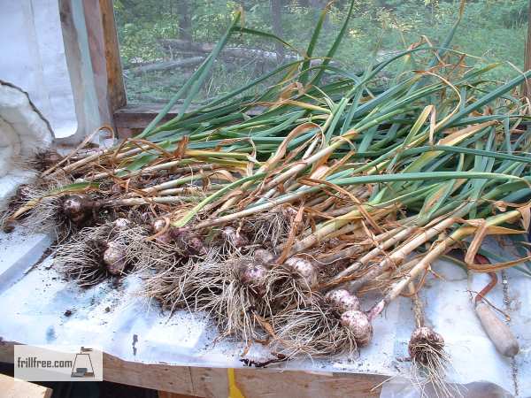 Curing garlic is an important step
