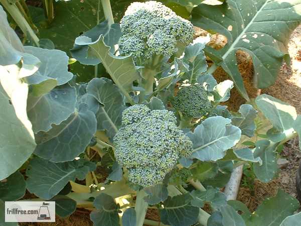 Gorgeous purple and cancer fighting Broccoli...