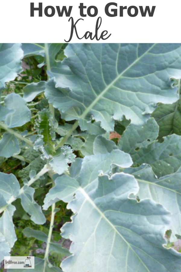 How to Grow Kale organically