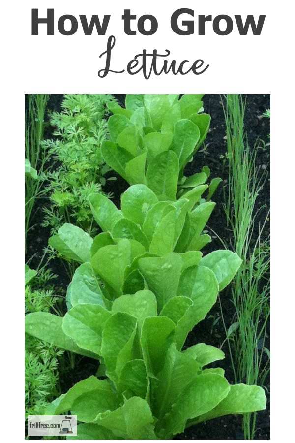 lovely tender lettuce