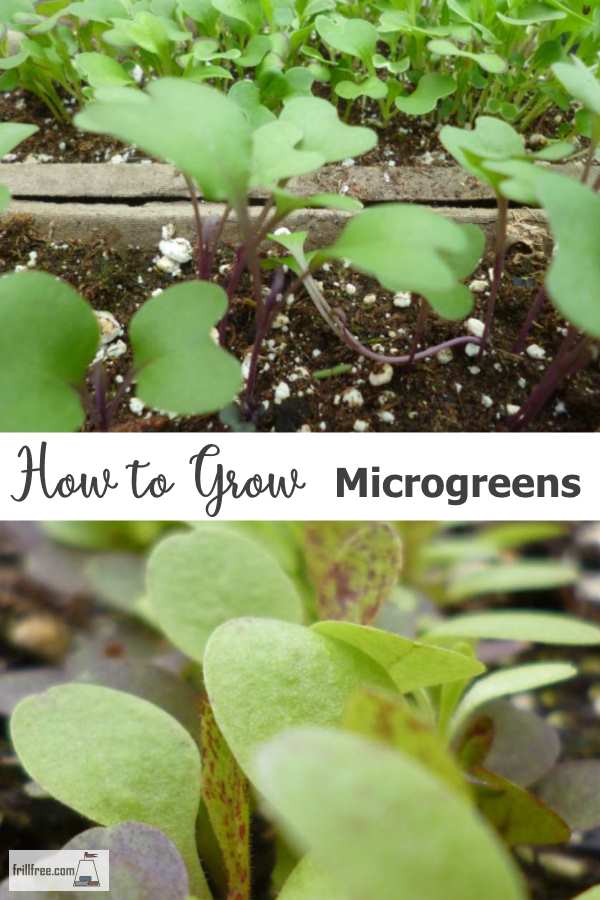 How to Grow Microgreens