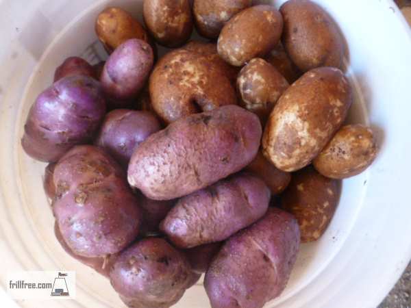 Potatoes - the harvest