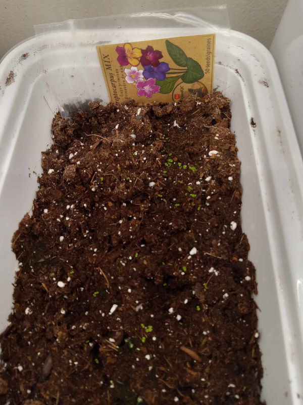 how-to-grow-streptocarpus-from-seed-tiny-seedlings.jpg