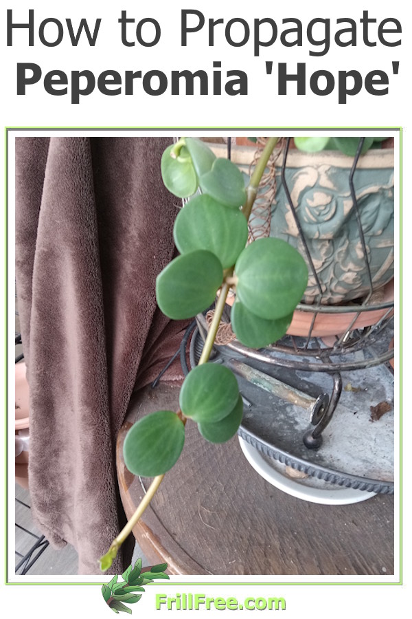 how-to-propagate-peperomia-hope-600x900.jpg