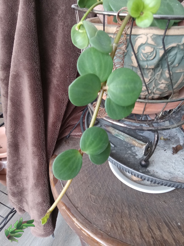 how-to-propagate-peperomia-hope-trailing600x800.jpg