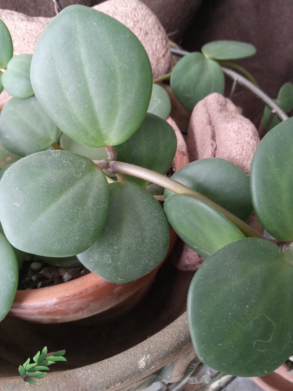how-to-propagate-peperomia-hope600x800.jpg