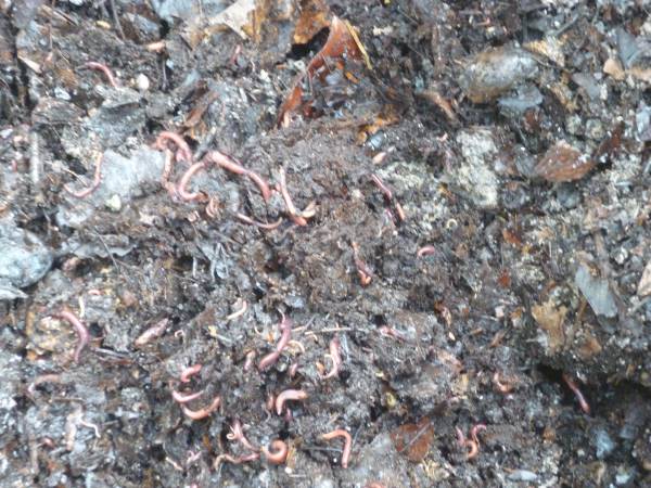 Hugelkultur - earthworms
