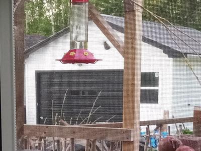 Blurry Picture of Hummingbird at a feeder