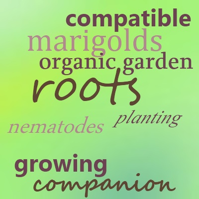 Companion Planting