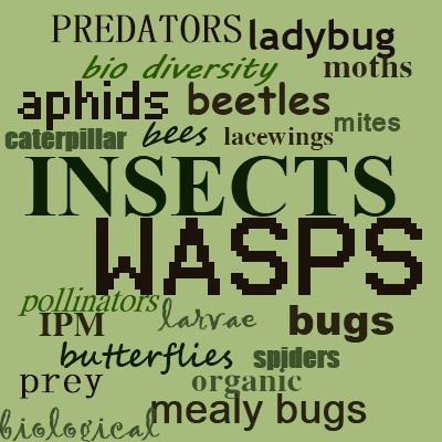 Insects