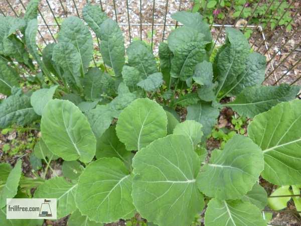 Kale growing happily with collards