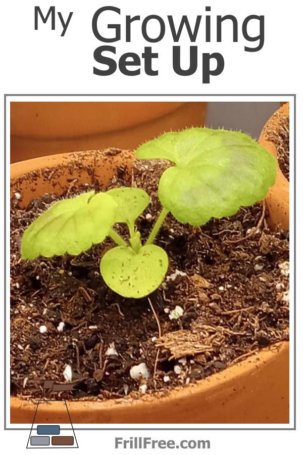 Information on how I grow my plants, their containers and the system for moving them around