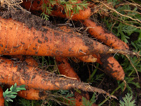 nitrogen-hairy-carrots600x450.jpg