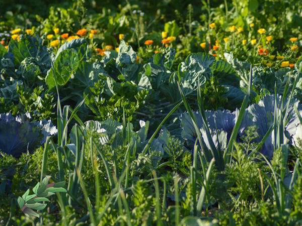 nitrogen-raised-bed-vs-in-ground600x450.jpg