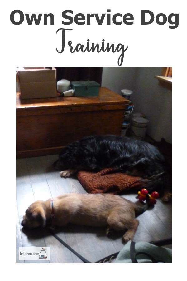 Get a custom trained dog - do your Own Service Dog Training...
