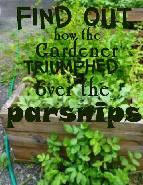 Gardening Jones Triumph Over the Parsnips Monster
