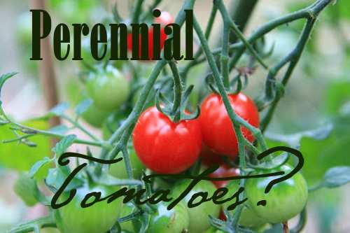 Perennial Tomatoes at Oak Hill Homestead