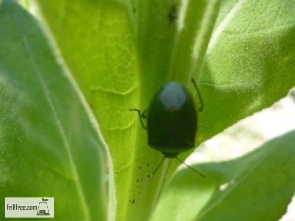 Plant Bug