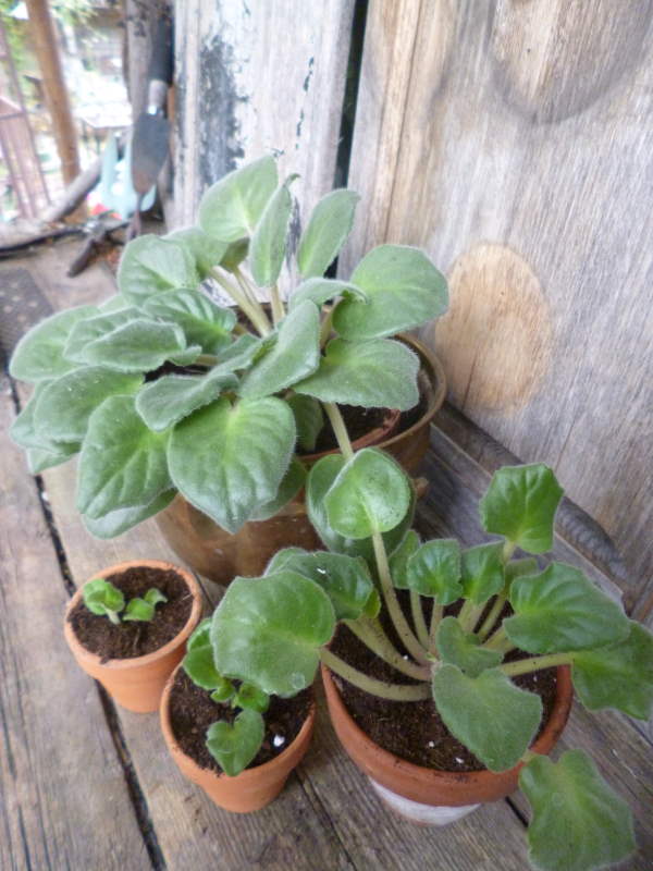 African Violets being re-potted