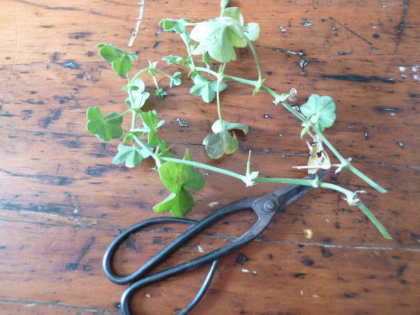 Geranium Cuttings